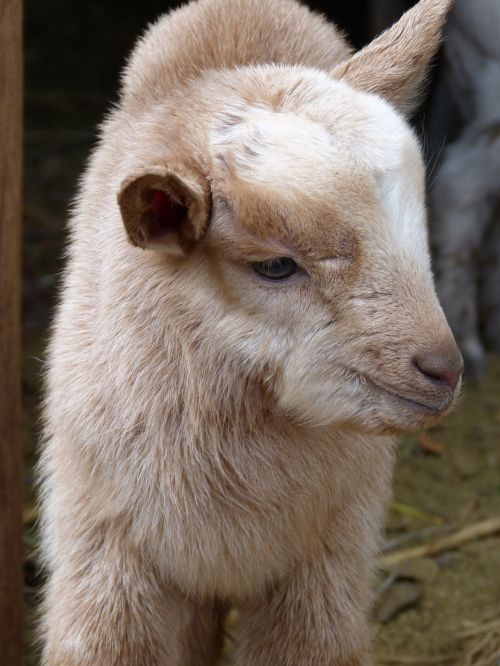 kid breeding goat