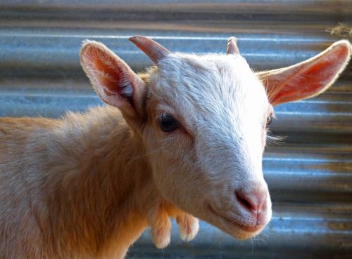 kid goat breeding