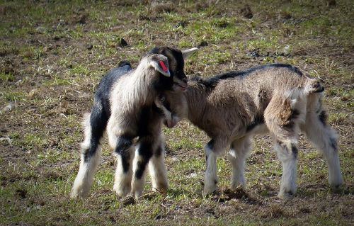 kid young animal goat