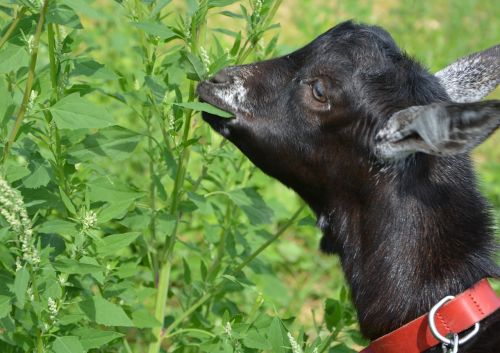 kid goat eat shrub