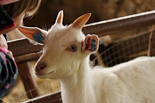 kid  goat  animal