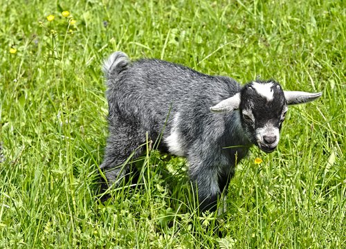 kid  young animal  pasture