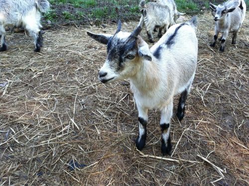kid baby goat