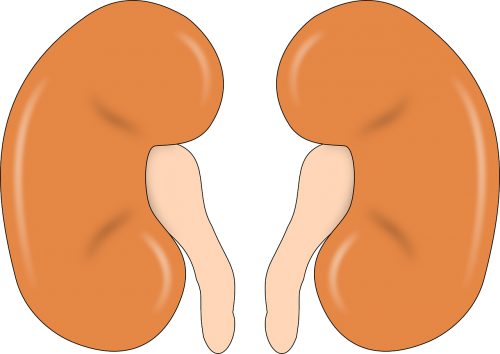 kidney anatomy human