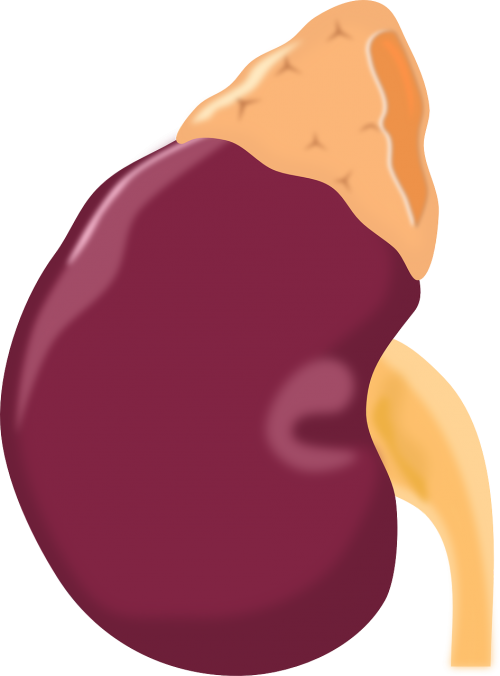 kidney anatomy donor