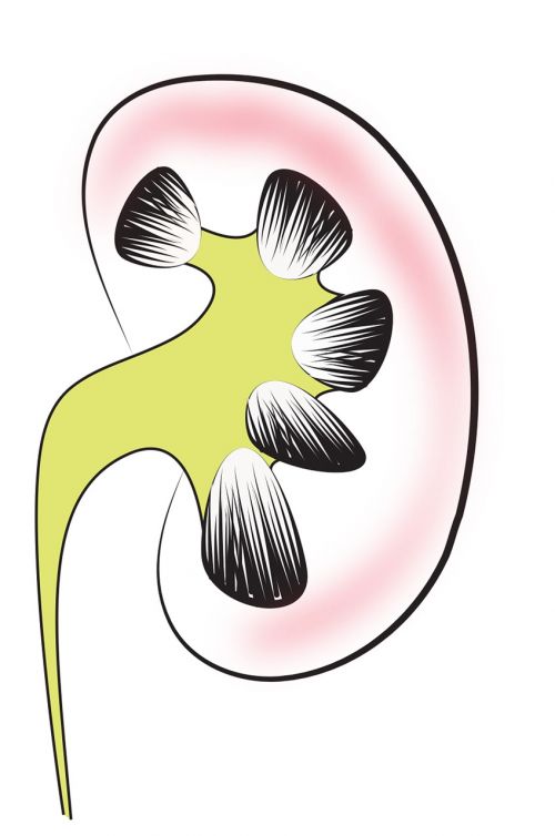 kidney renal med