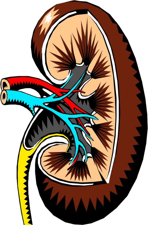 kidney cross-section medical