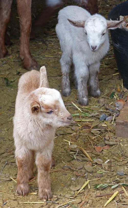 kids newborn infants goats