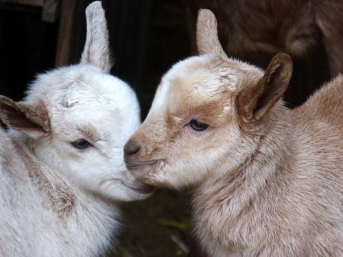 kids breeding goat