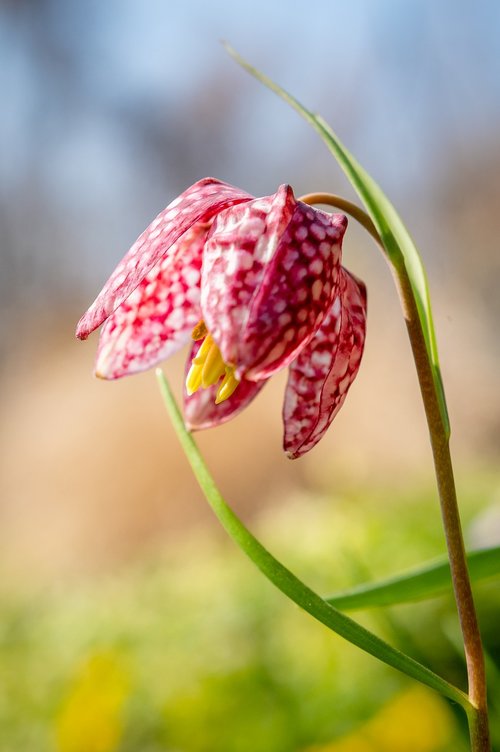 kievitsbloem  spring  frühlingsanfang