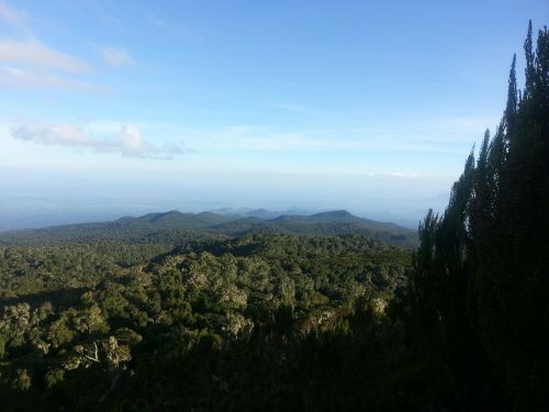 kilimanjaro africa forrest