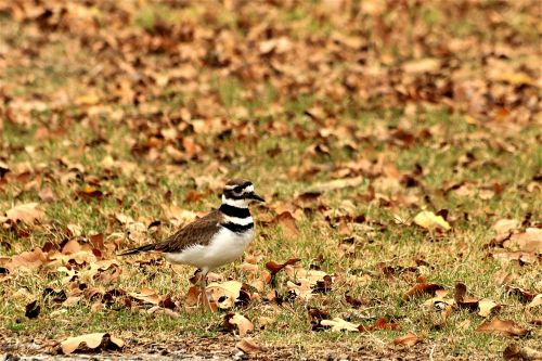 Killdeer In Fall