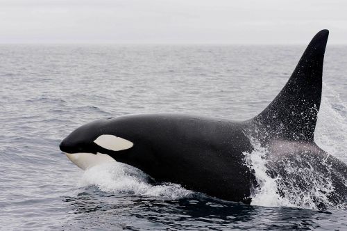 killer whale orca breaching
