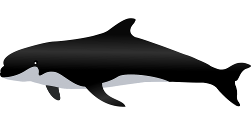 killer whale whale sea