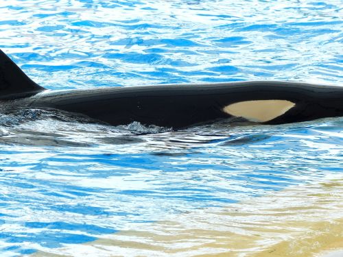 killer whale orcinus orca orka