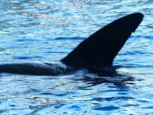 killer whale orcinus orca orka