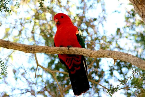 king  parrot  alisterus