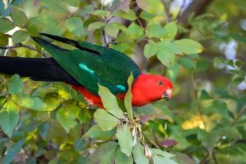 king parrot parrot exotic