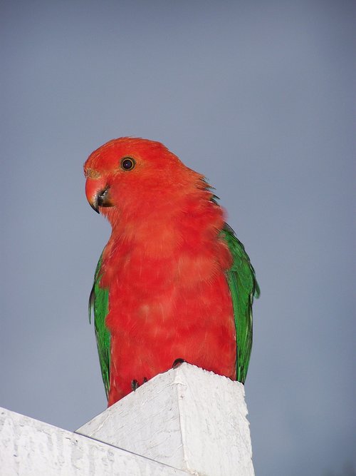 king parrot  bird  parrot