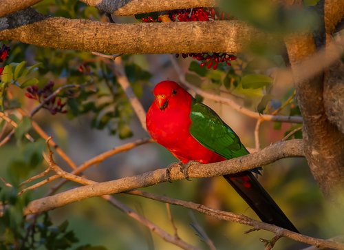 king parrot  alisterus scapularis  bird