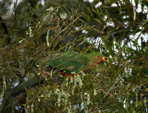 king parrot  alisterus scapularis  young