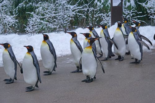 king penguin walk penguin parade