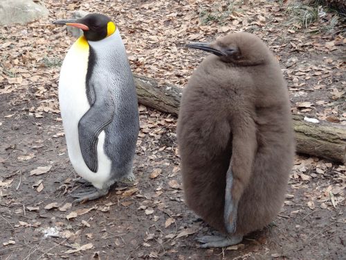 king penguin bird flightless