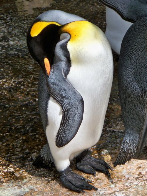 king penguin asleep close-up