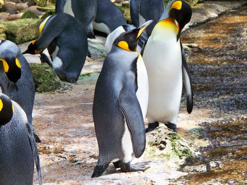 king penguin aptenodytes patagonicus aquatic