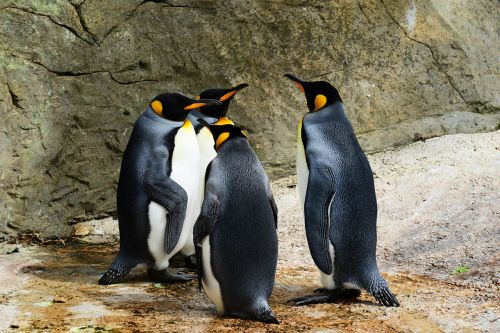 king penguin penguins group of penguins
