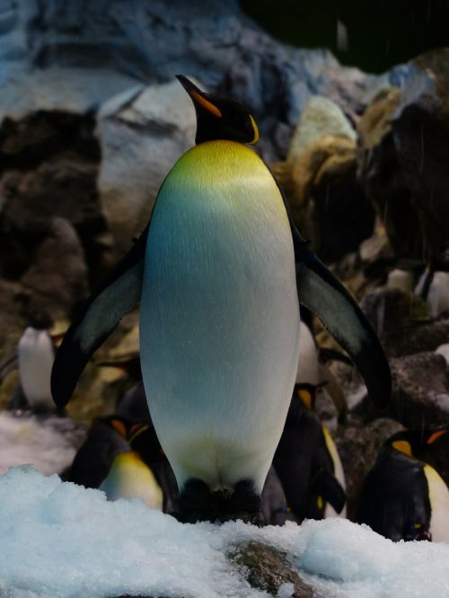 king penguin penguin aptenodytes patagonicus