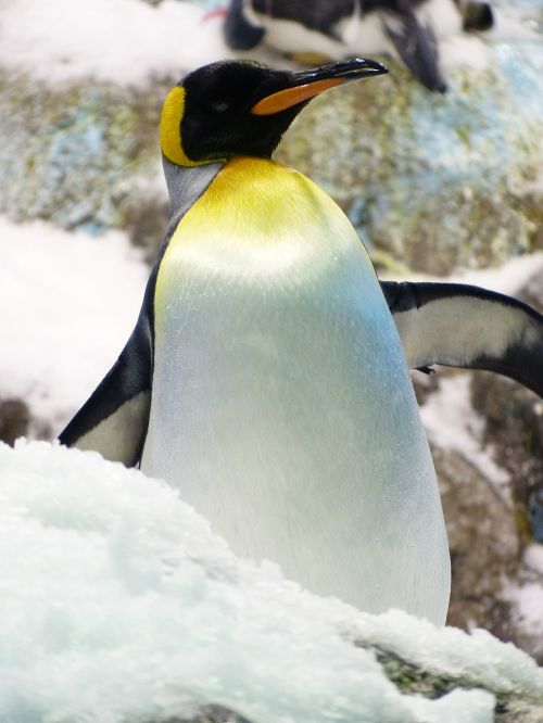 king penguin penguin aptenodytes patagonicus