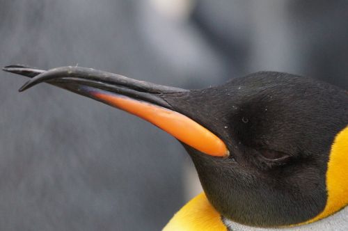 king penguin beautiful malformation