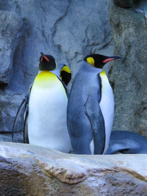 king penguins penguins calgary zoo