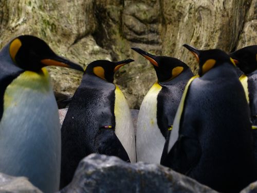 king penguins penguins beaks