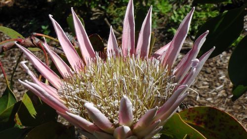 king protea flower south africa