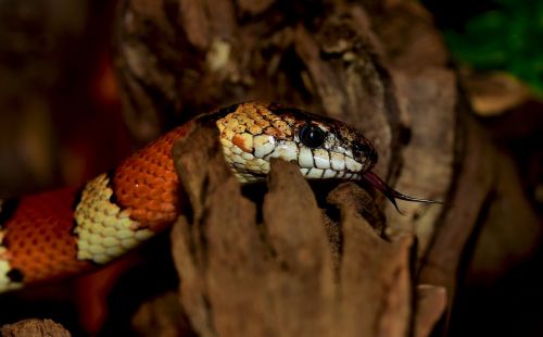 king snake snake banded