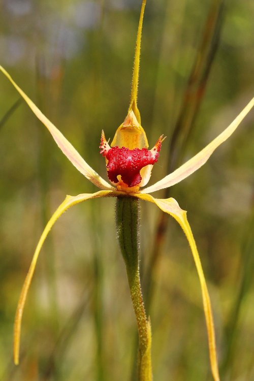king spider  orchids  wildflowers