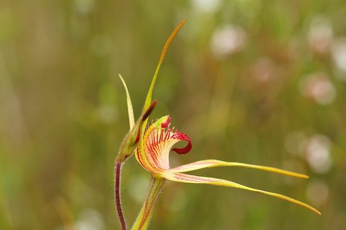 king spider orchid  caladenia pectinata  orchids