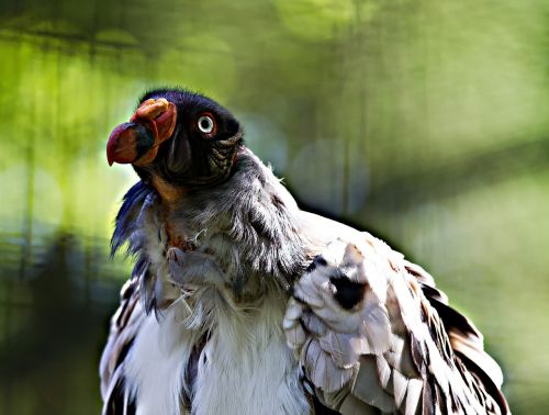 king vulture berlin zoo