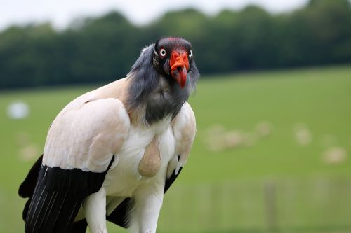 king vulture vulture raptor