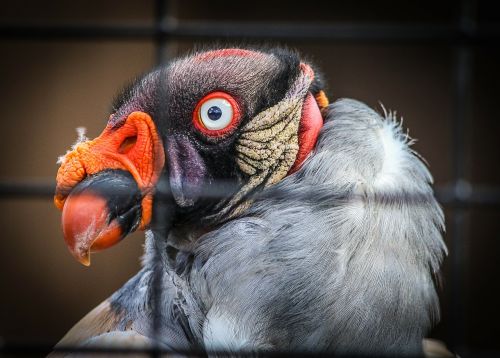 king vulture bird scavanger