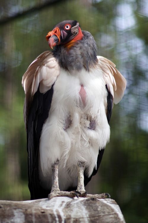king vulture zoo bird