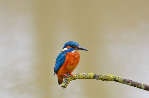 kingfisher bird wild