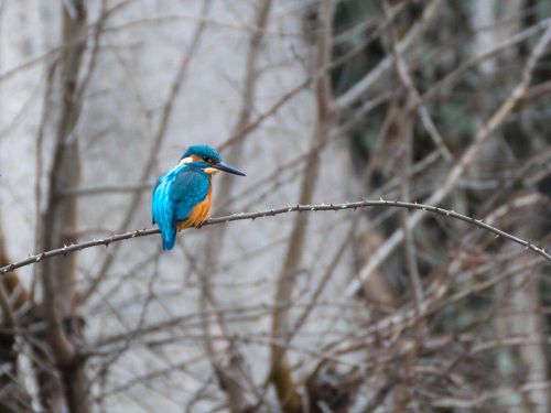 kingfisher bird nature