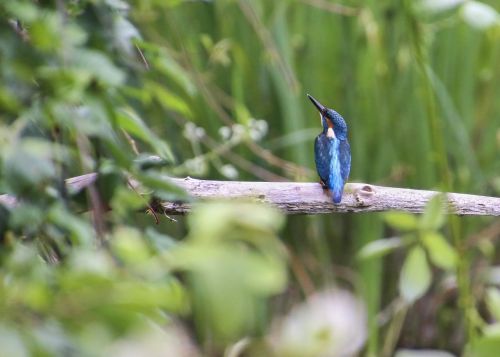 kingfisher bird clean