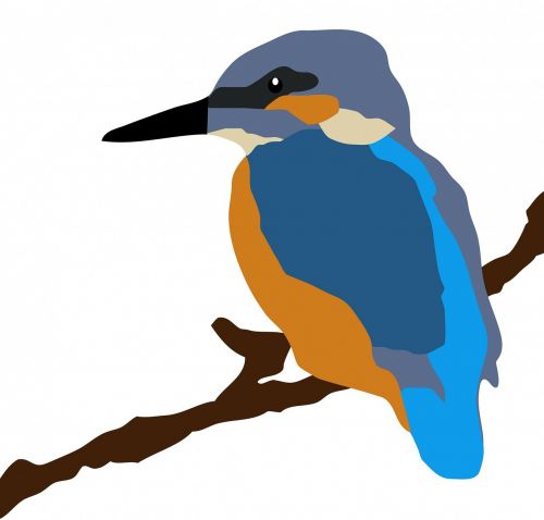 kingfisher bird animal
