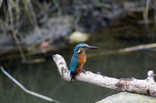 kingfisher bird nature