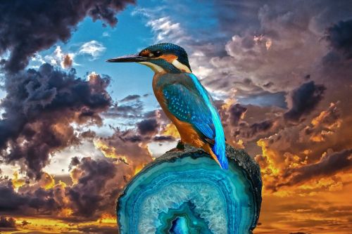 kingfisher bird fantasy