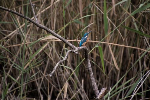 kingfisher nature blue